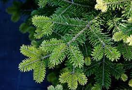 ABIES NORDMANNIANA 