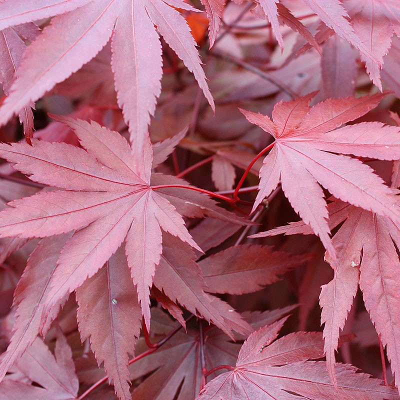 ACER PALMATUM ATROPURPUREA