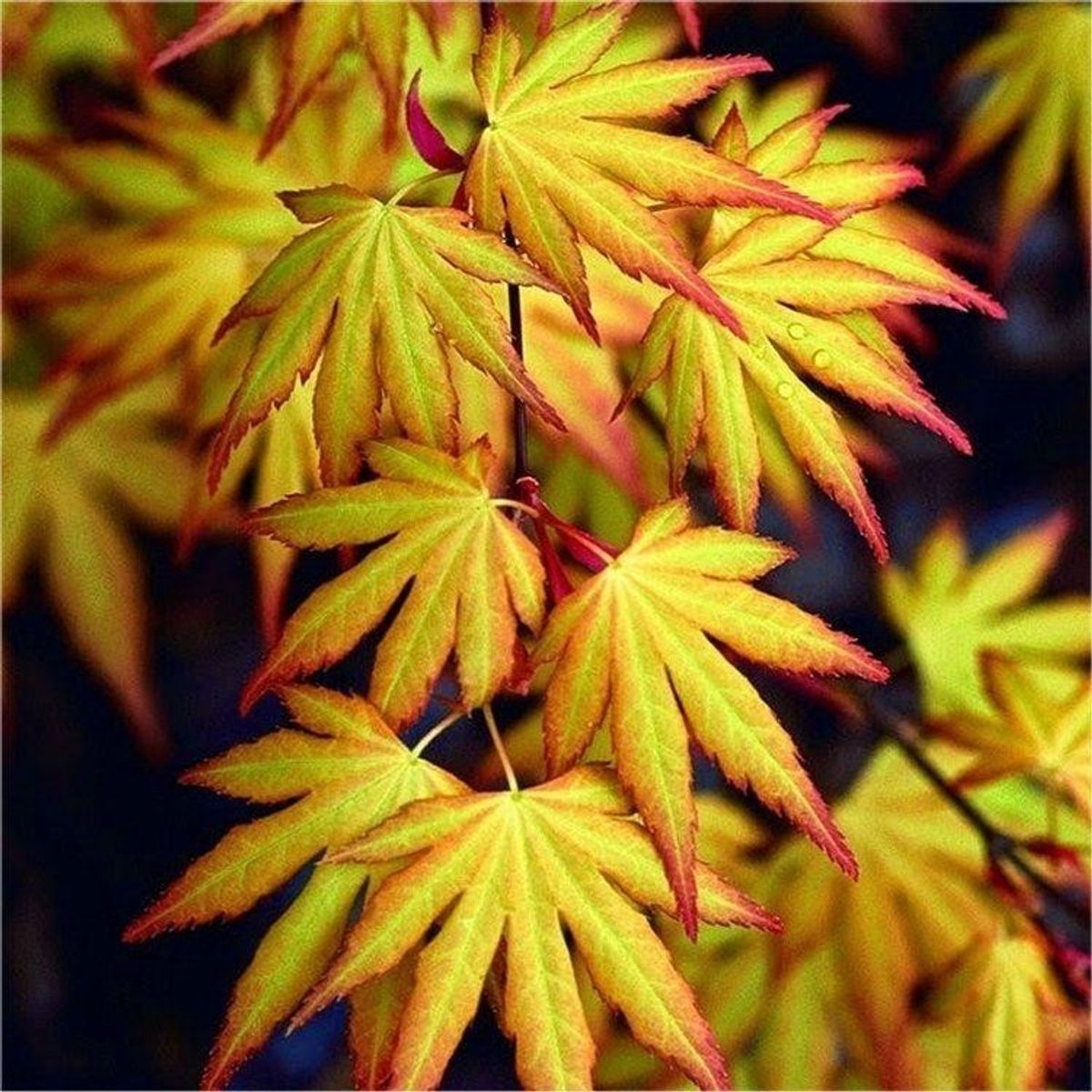 ACER PALMATUM KATSURA