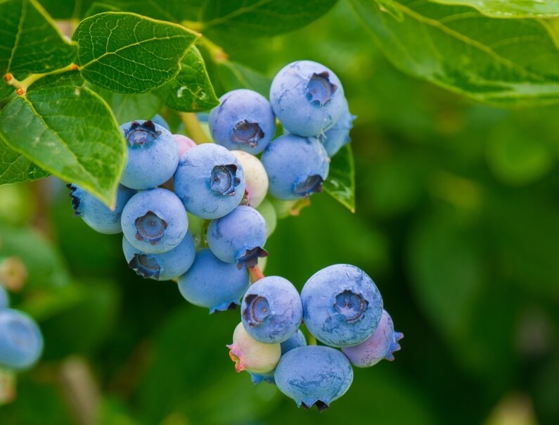 VACCINIUM CORYMBOSUM - ARANDANO - 