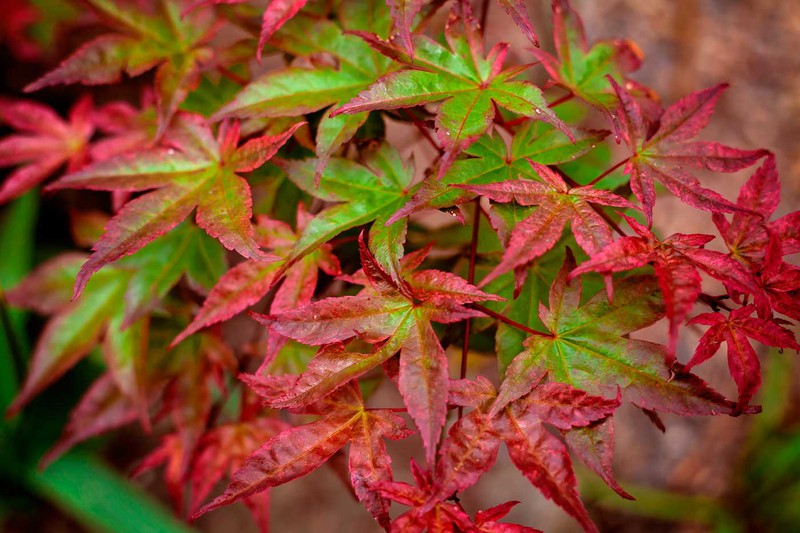 ACER PALMATUM BENI MAIKO