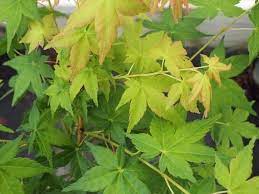 ACER PALMATUM BI HOO