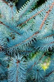 PICEA PUNGENS BLUE DIAMOND