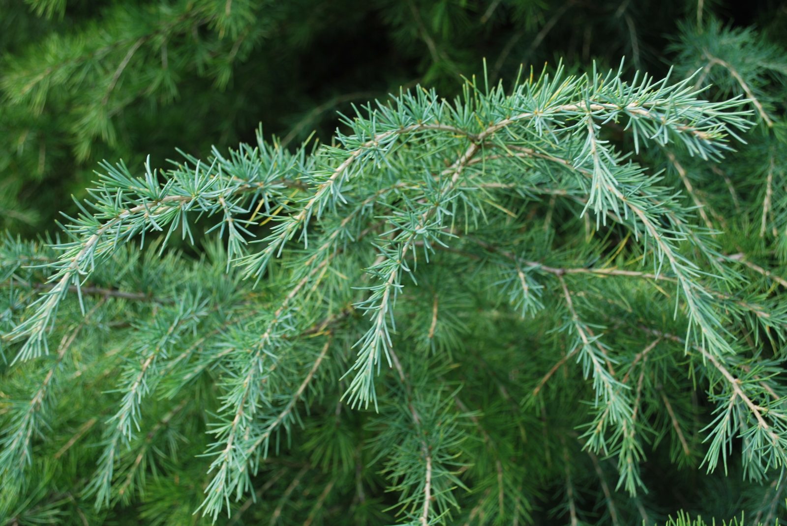 CEDRUS DEODARA