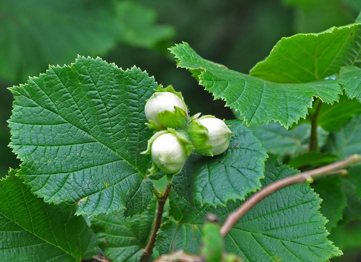 CORYLUS AVELLANA 