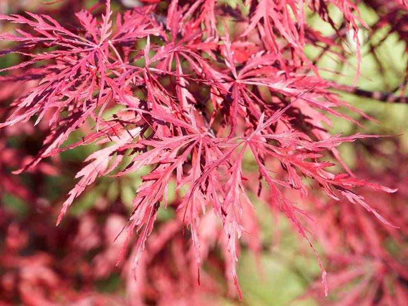 ACER PALMATUM DISSECTUM GARNET