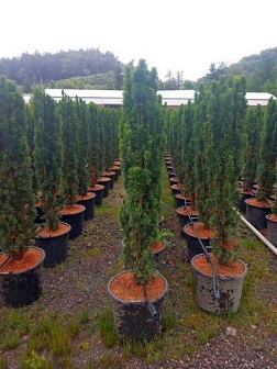 TAXUS BACCATA FASTIGIATA ROBUSTA