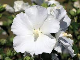 HIBISCUS SYRIACUS ELEONORE