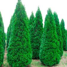 THUJA OCCIDENTALIS SMARAGD