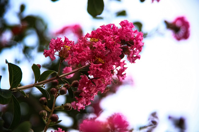 LAGERSTROEMIA INDICA