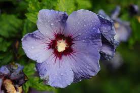 HIBISCUS SYRIACUS OISSEAU BLEU