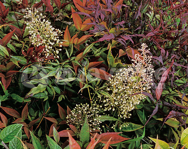 NANDINA DOMESTICA