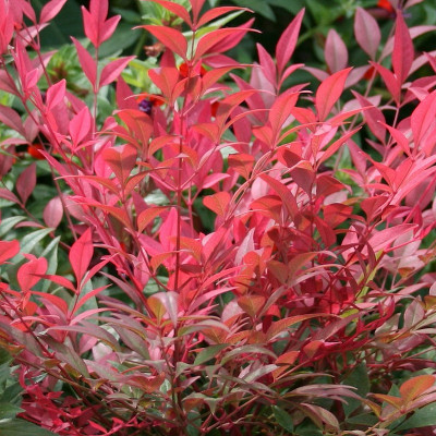 NANDINA DOMESTICA OBSESSED