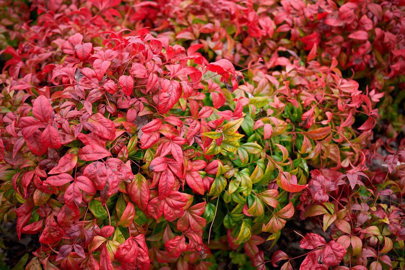 NANDINA DOMESTICA FIRE POWER