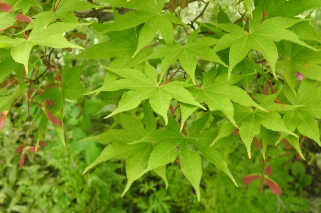 ACER PALMATUM OSAKAZUKI