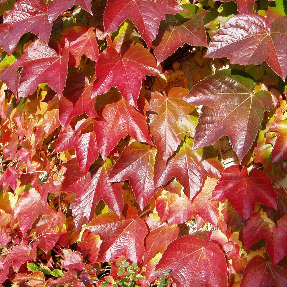 PARTHENOCISSUS TRICUSPIDADA VIETCHII
