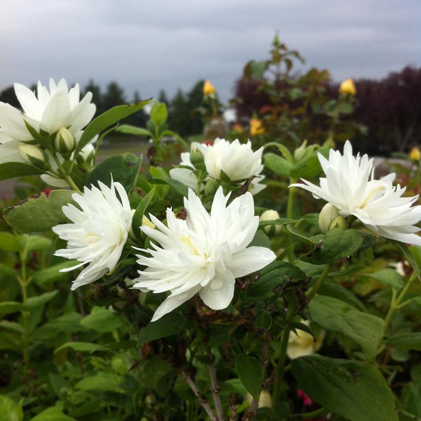 PHILADELPHUS SNOWFLAKE 