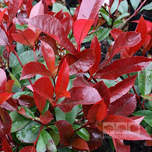 PHOTINIA RED ROBIN
