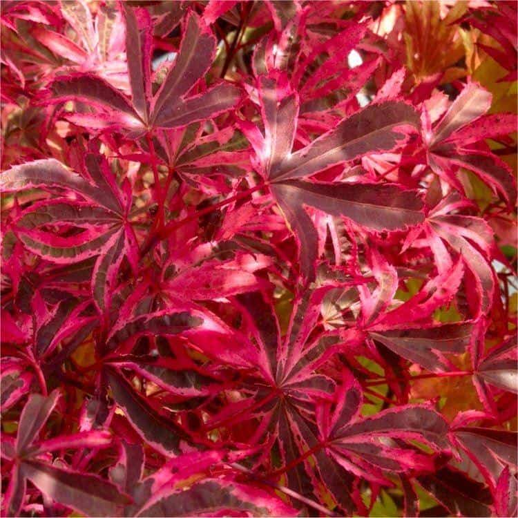ACER PALMATUM PINK PASSION