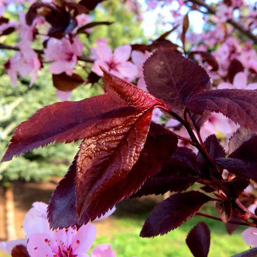 PRUNUS PISSARDII NIGRA