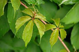 PARTENOCISSUS QUINQUEFOLIA