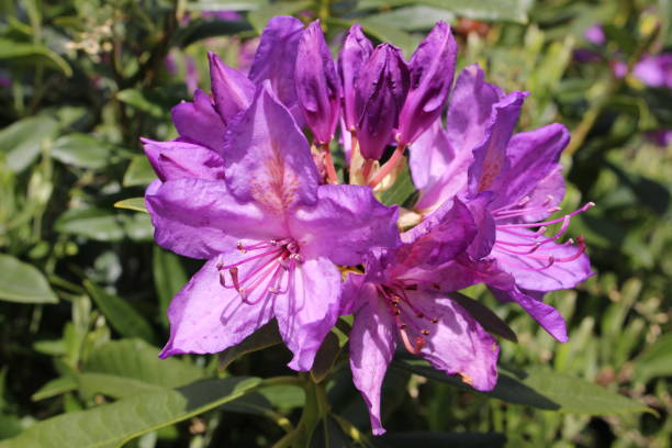 RHODODENDRON