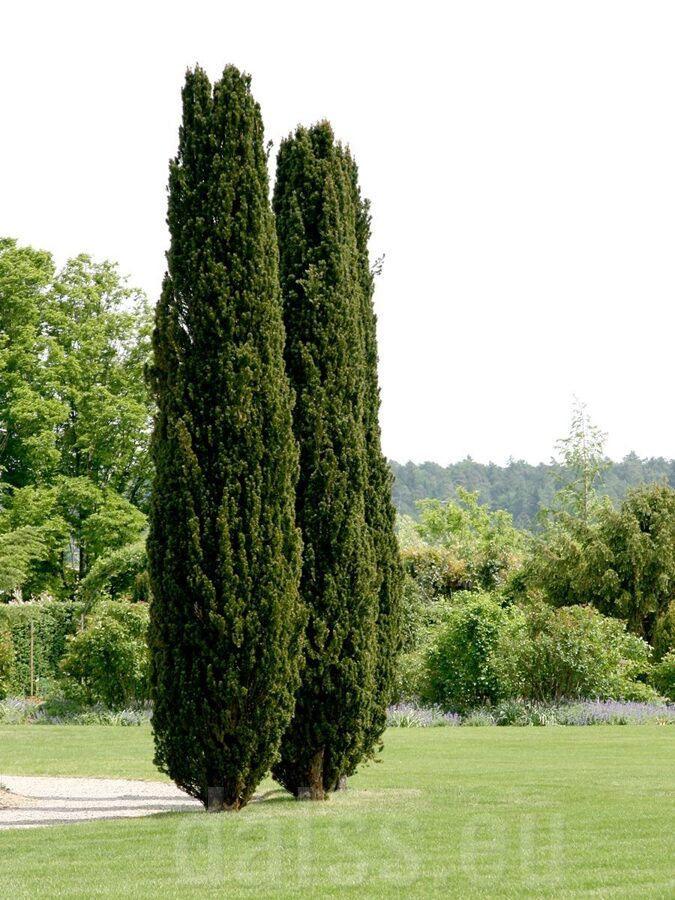 TAXUS BACCATA FASTIGIATA ROBUSTA