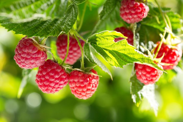 RUBUS IDAEUS - FRAMBUESA - 