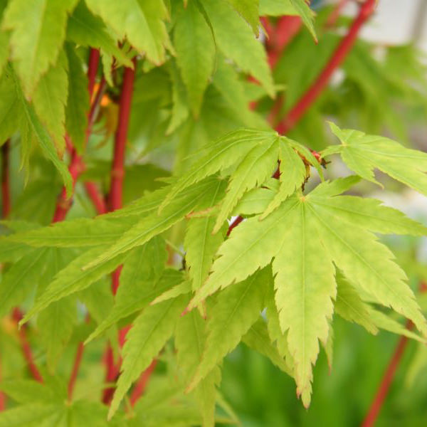 ACER PALMATUM SANGOKAKU