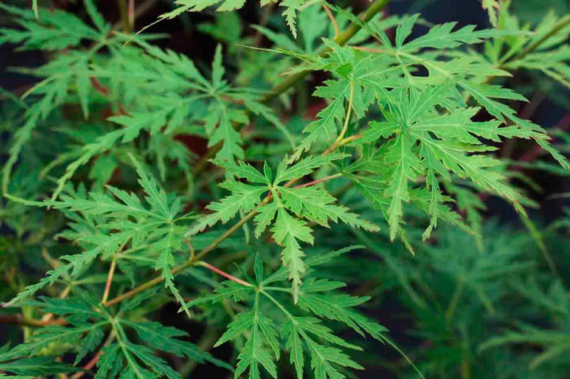 ACER PALMATUM SEIYRU