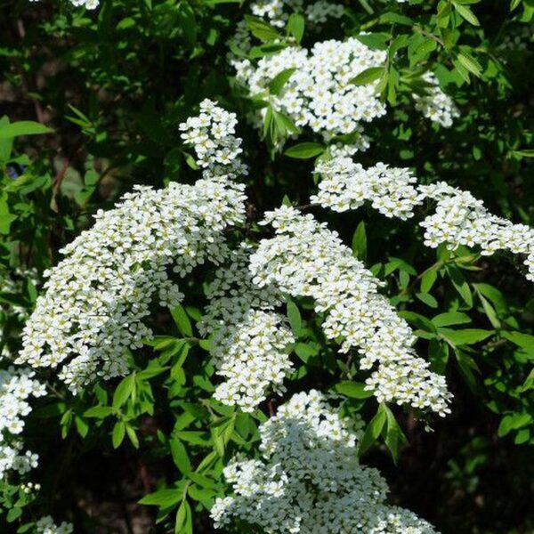 SPIRAEA JAPONICA SNOWMOUND