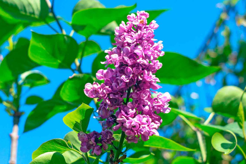 SYRINGA VULGARIS