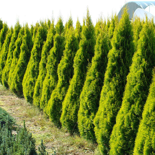 THUJA OCCIDENTALIS GOLDEN SMARAGD