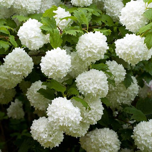 VIBURNUM OPULUS ROSEUM