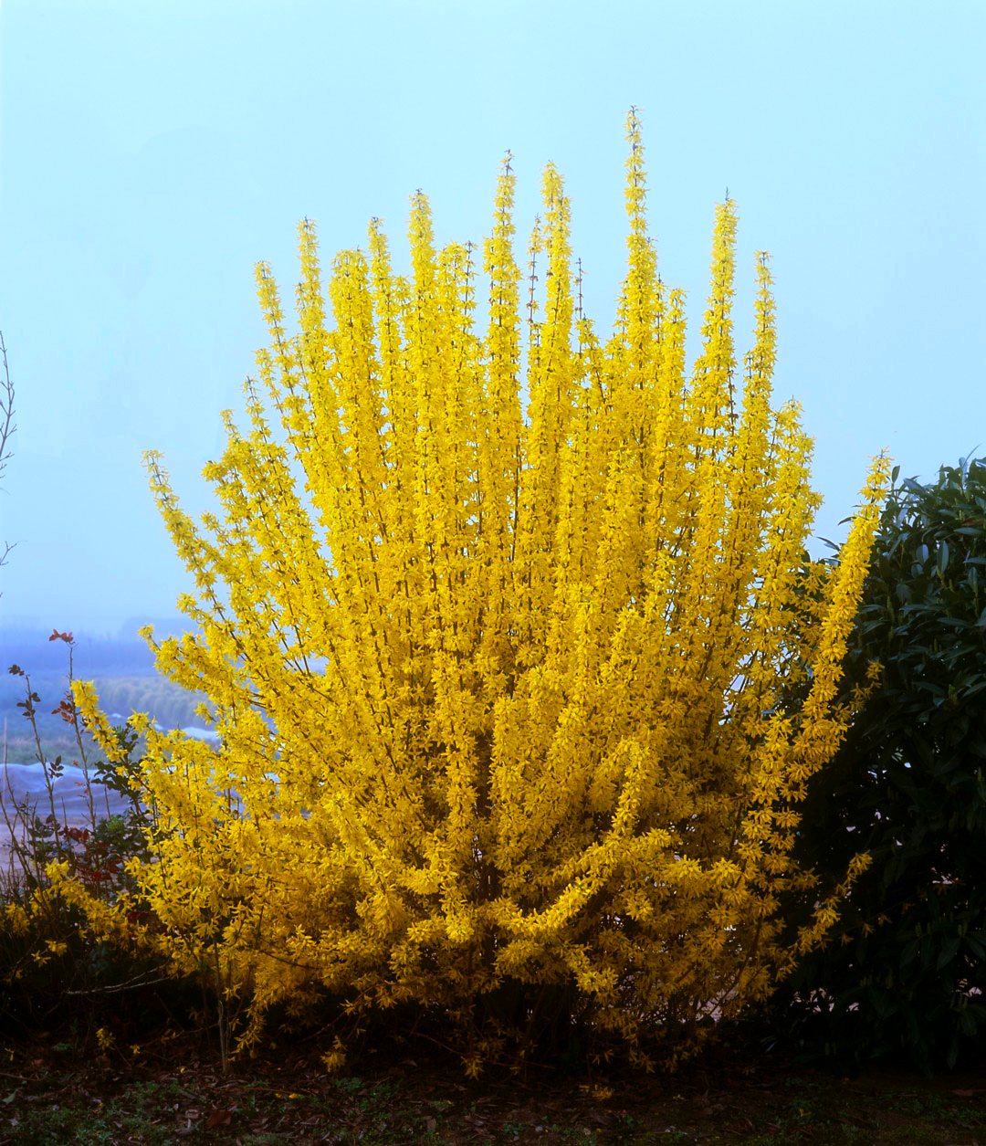 FORSYTHIA WEEK-END