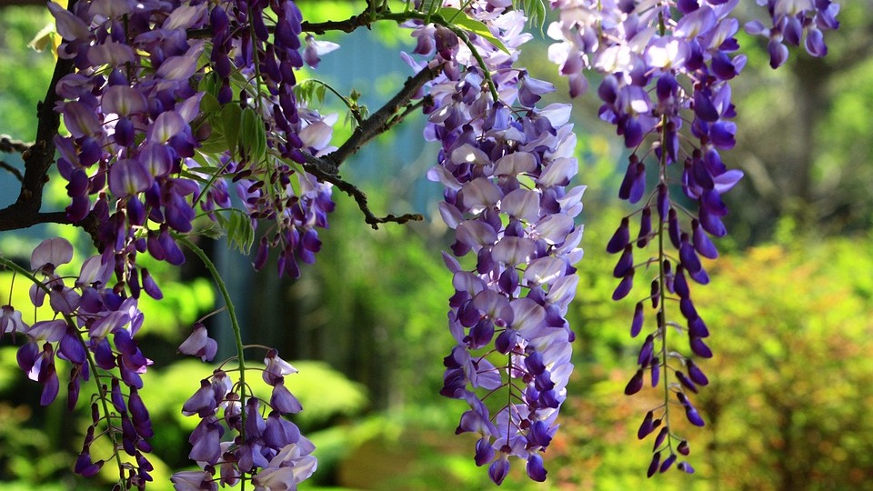 WISTERIA SINENSIS