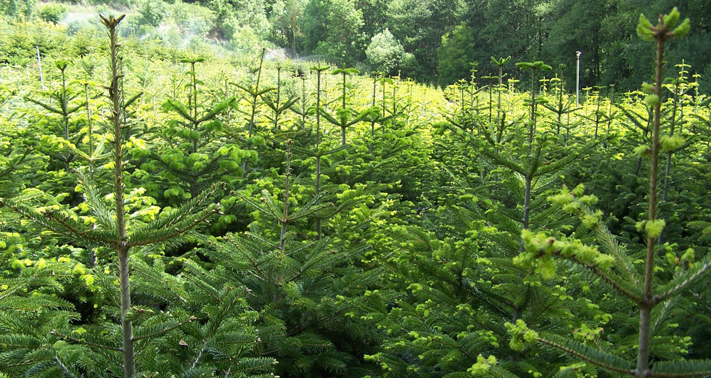 Sapins de Noël