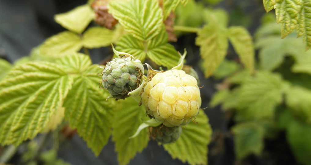 Frutos del bosque